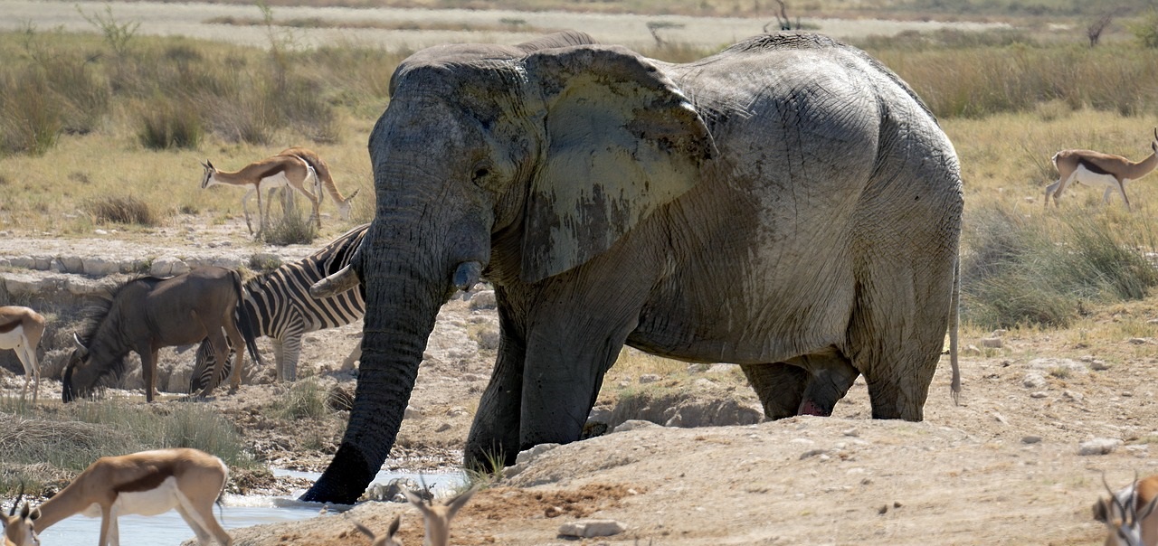 elephants