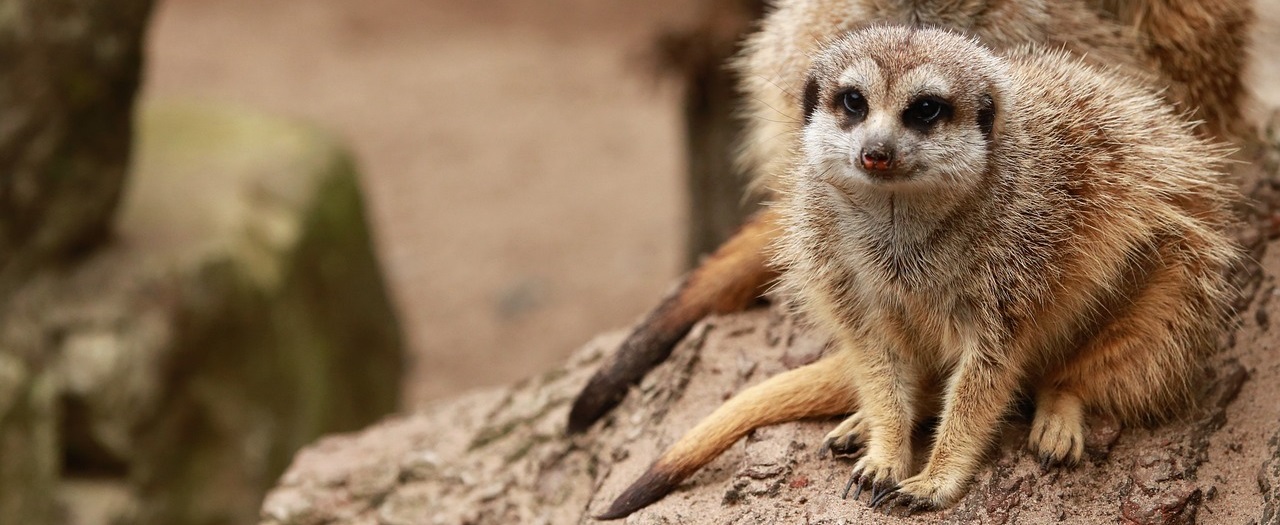 suricates