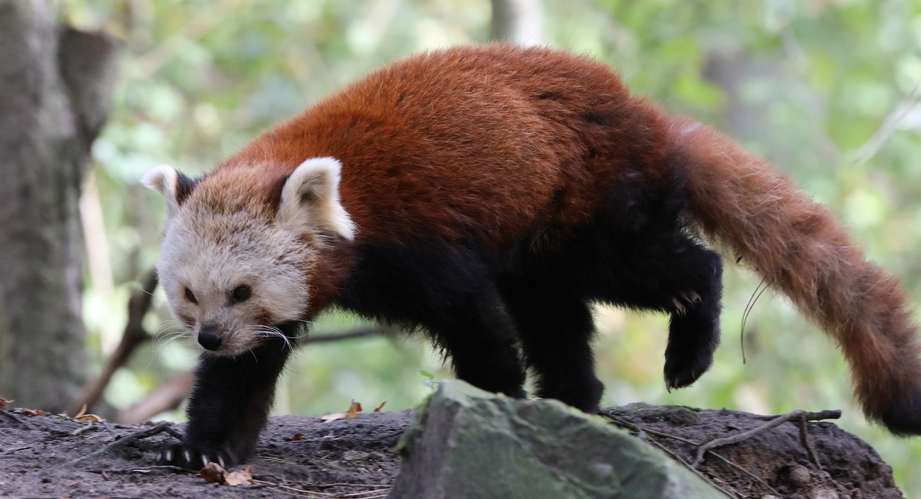 Panda roux