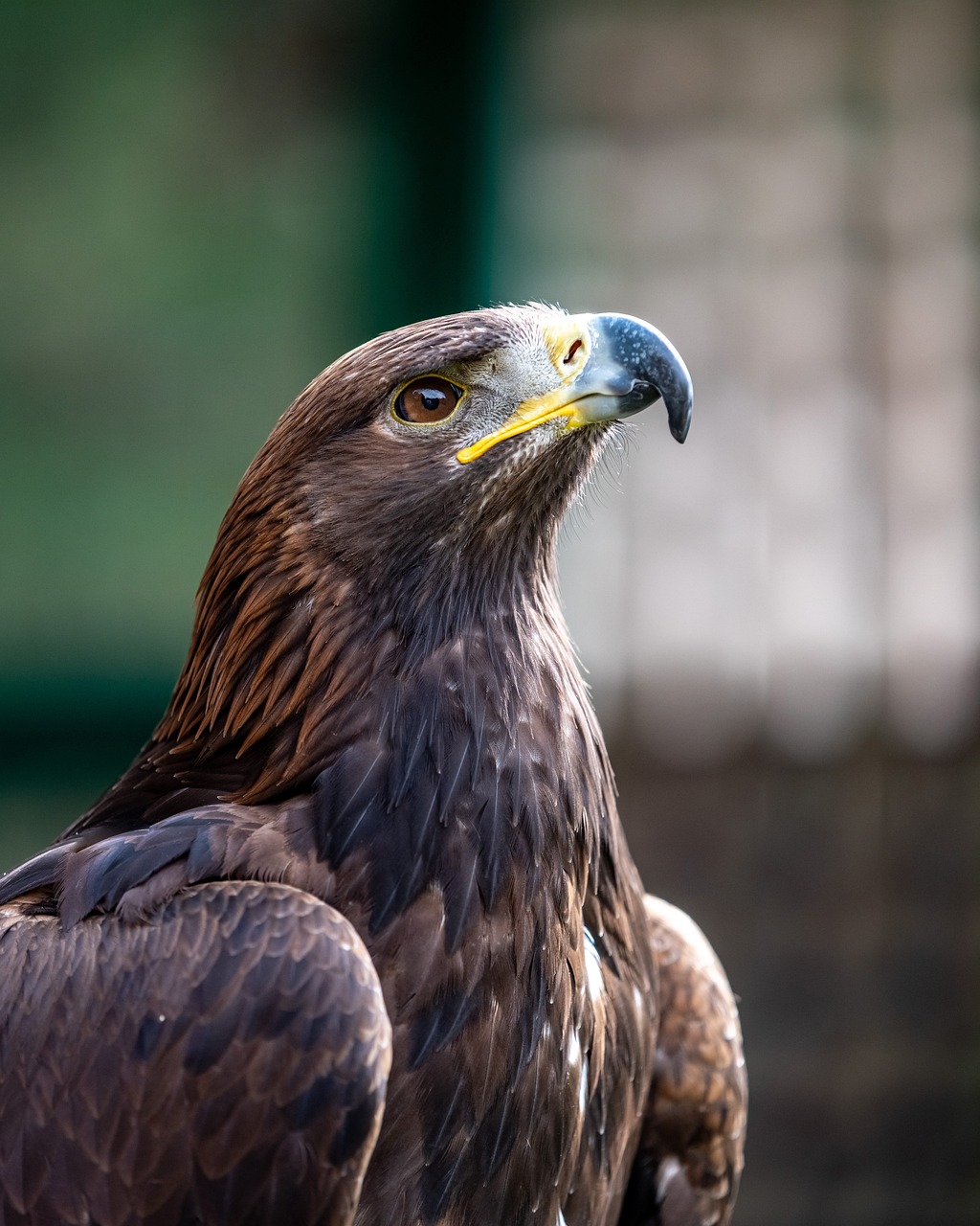 Aigle royal