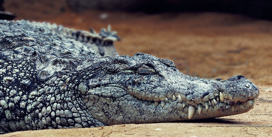 Crocodile