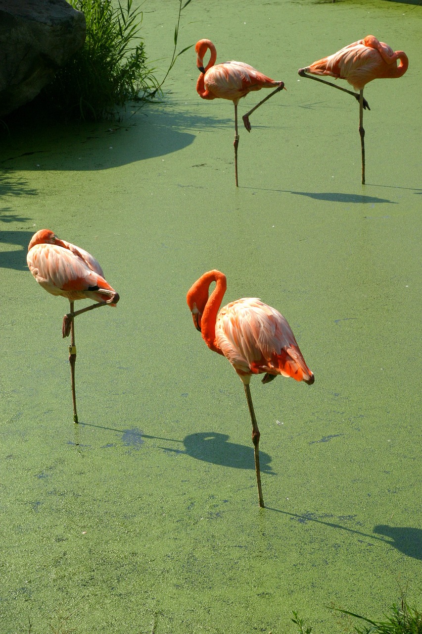 Flamand Rose