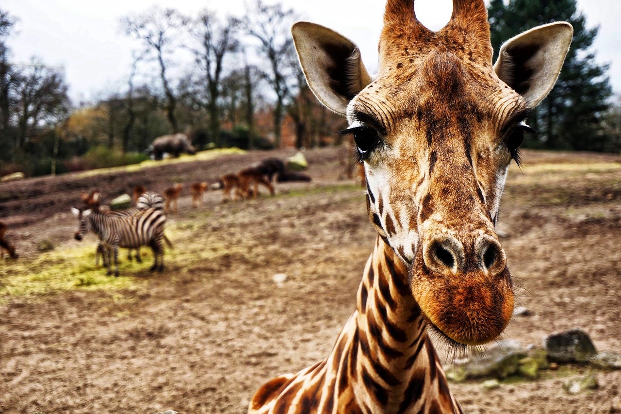 Girafe