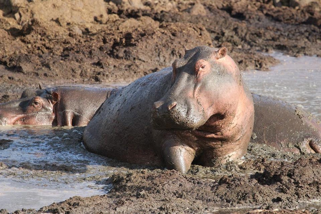 Hippopotame