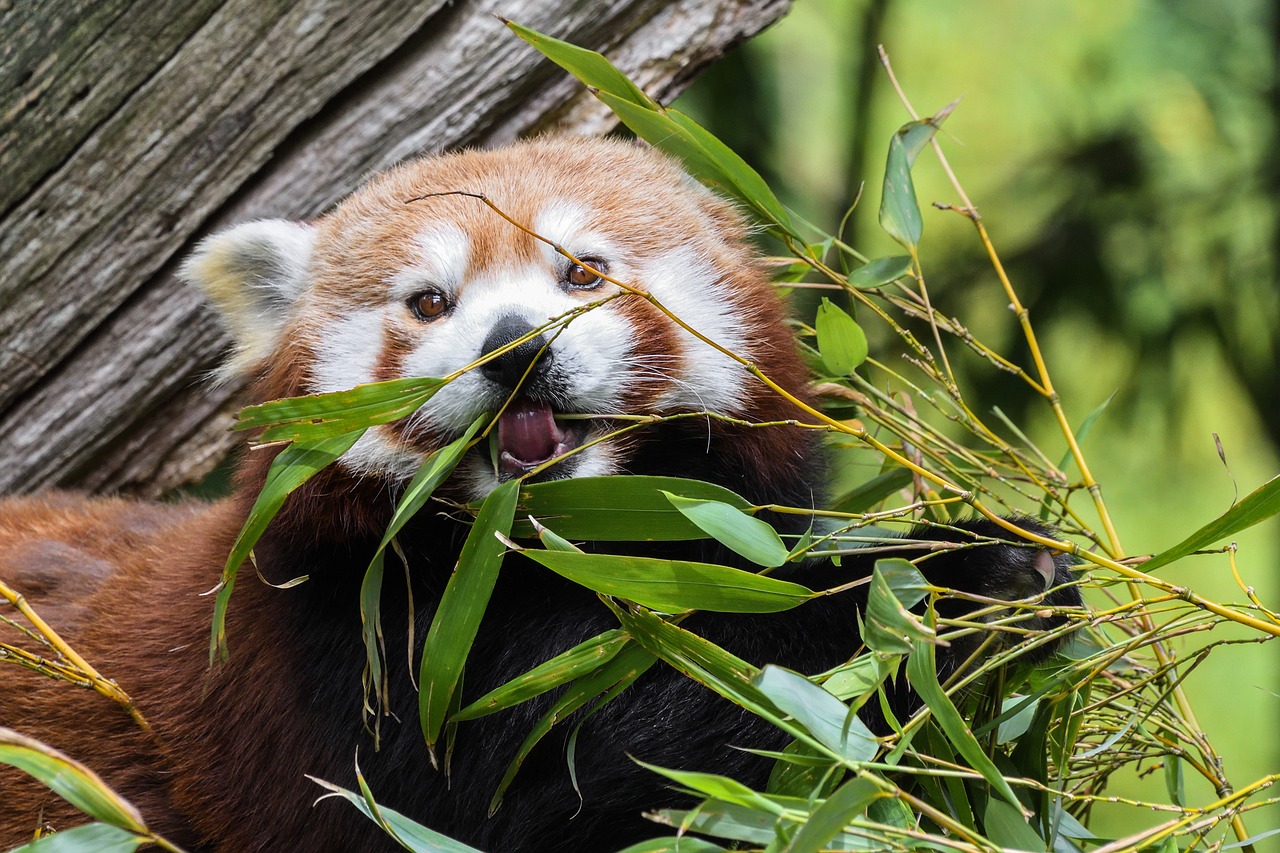 Panda roux