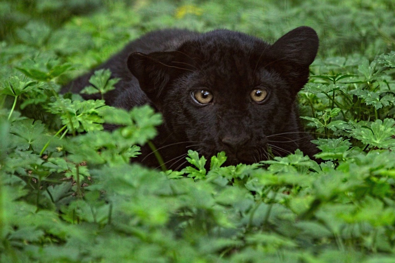 Panthère noire