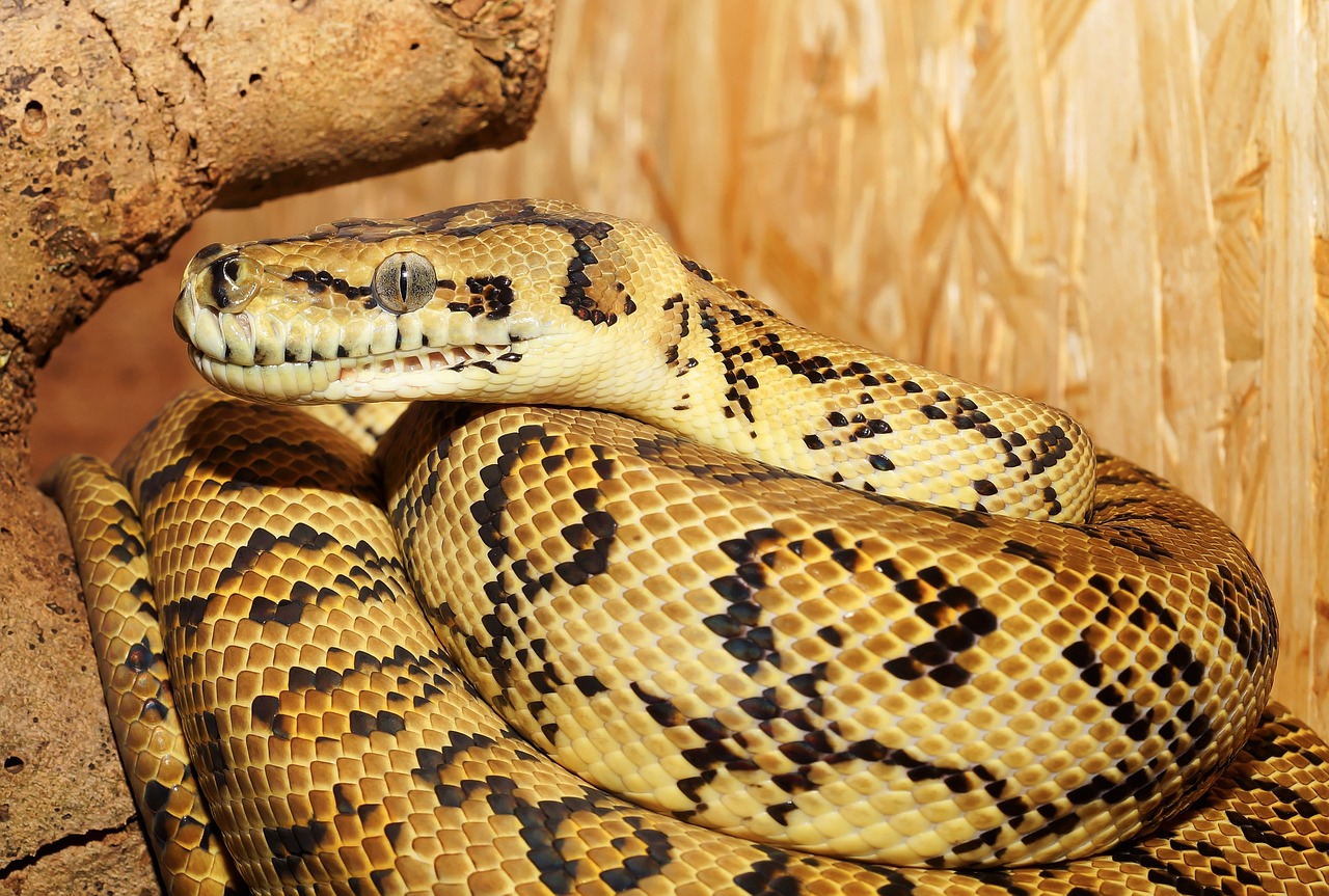 Python