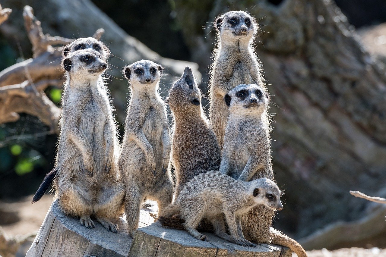 Suricate