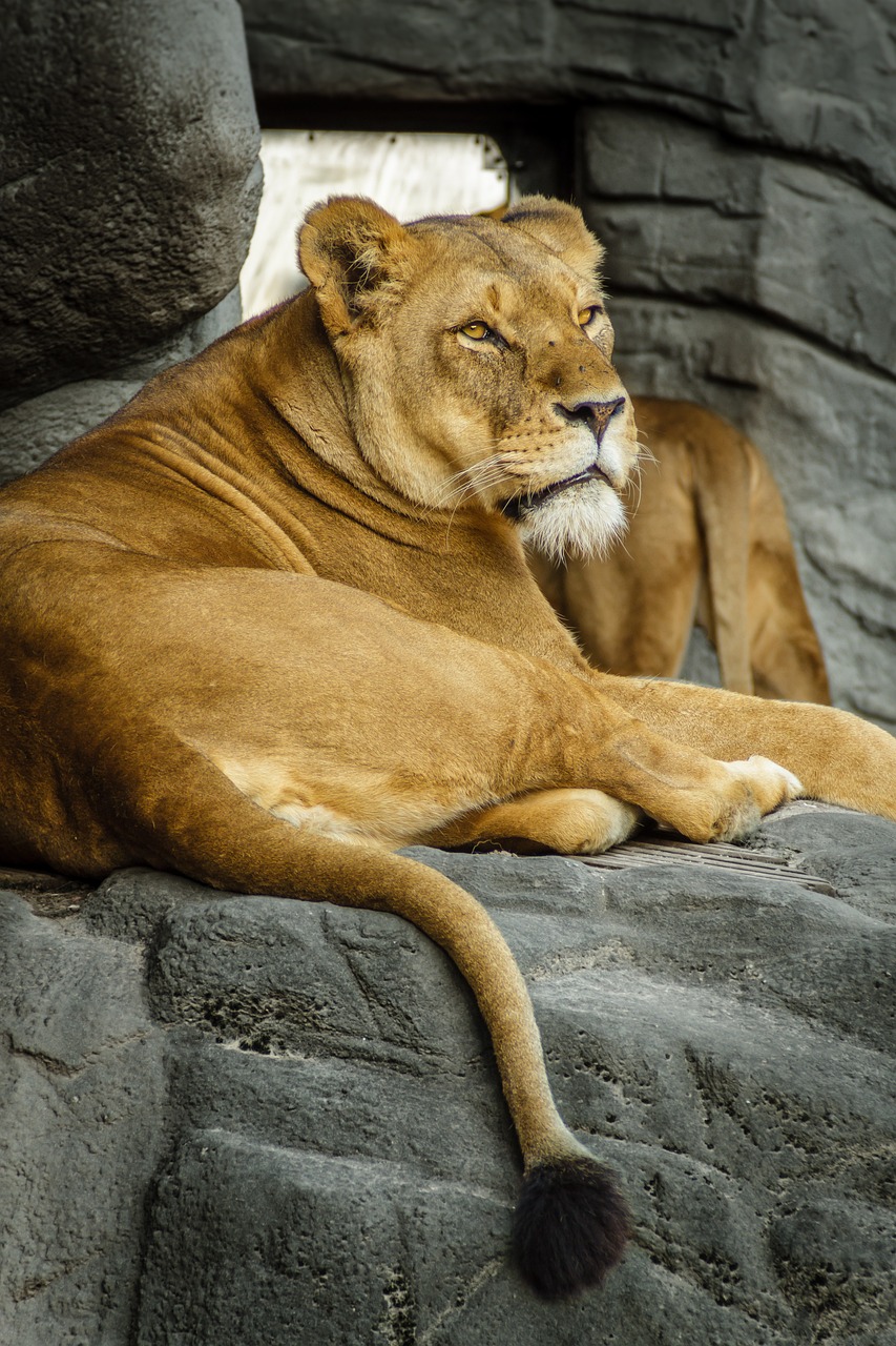 Kiara