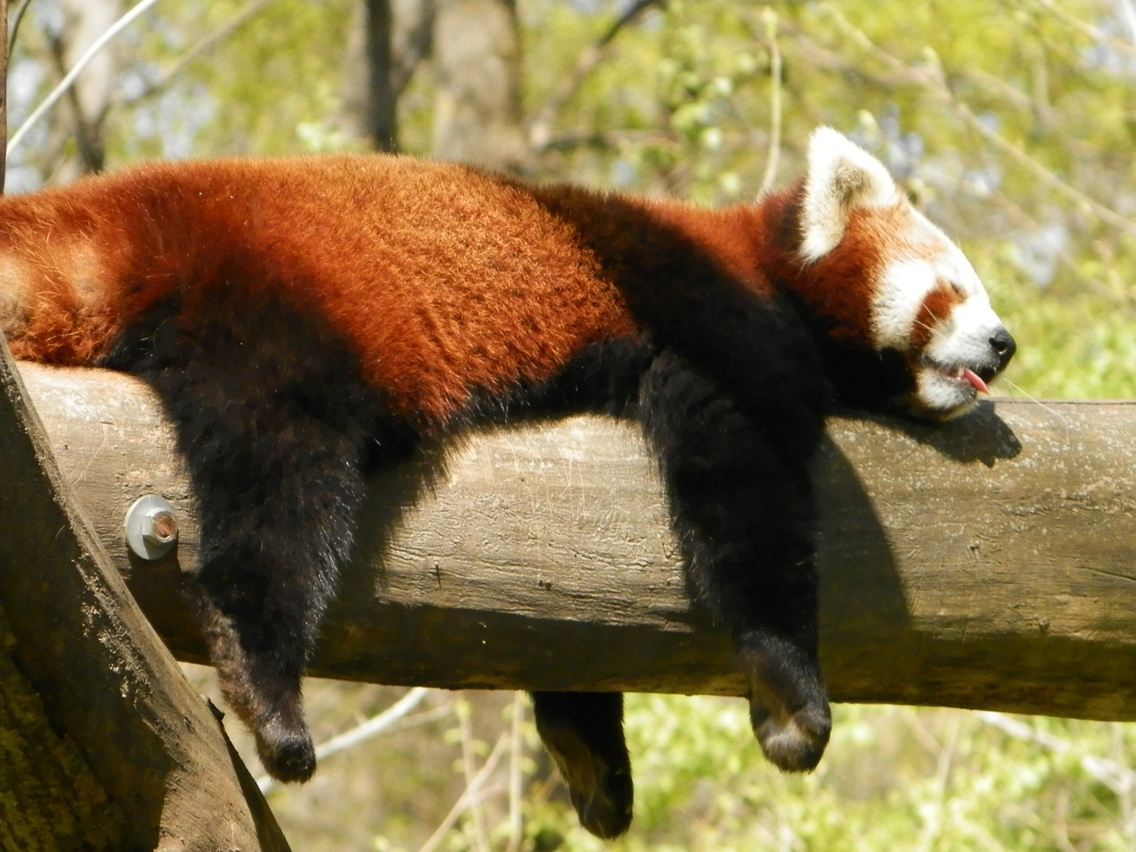 Loris