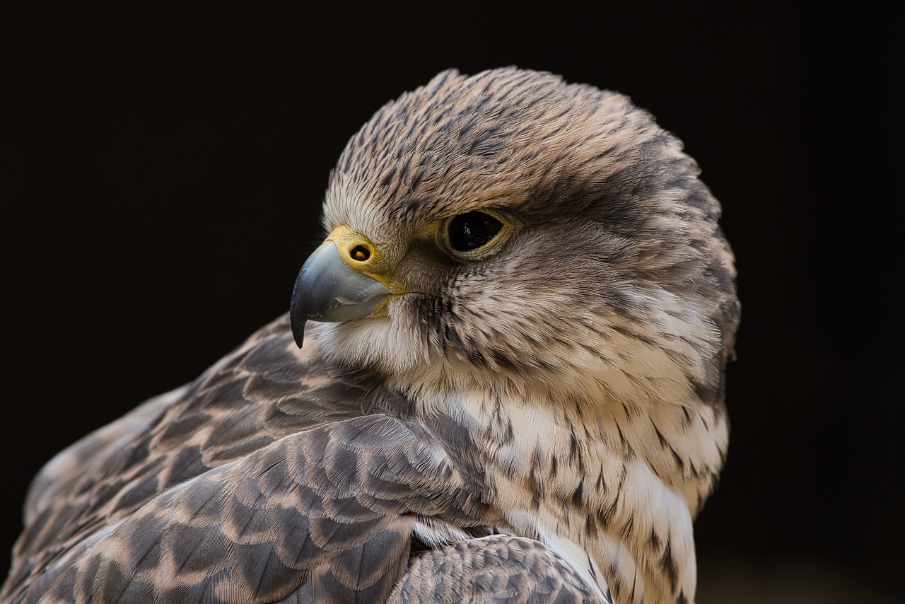 Perceval