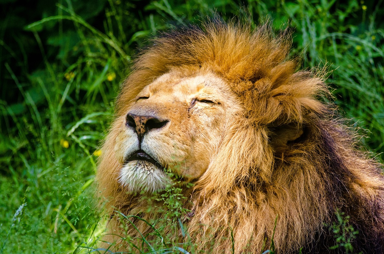 Simba